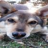 Ostrołęka: Najsympatyczniejszy zwierzak