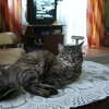 Koty