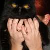 Koty