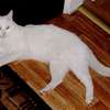 Koty