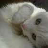 Koty