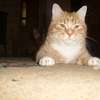 Koty