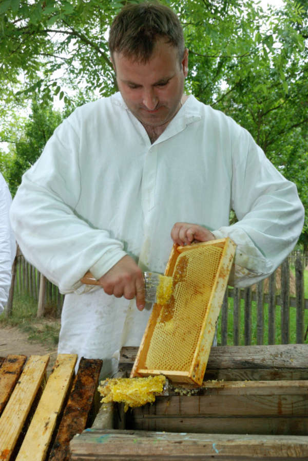 http://i.wm.pl/00/06/03/03/n/fot-d-krze-niak-52-miodobranie-2014-picture53bce5f16103e.jpg