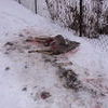 Działkowicz znalazł martwą sarnę w Mławie. Uwaga! Drastyczne zdjęcia