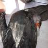 Akcja ratowania kormoranów
