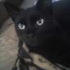 Szukam leczonej czarnej kotki. Wysoka nagroda pieniężna czeka.