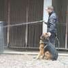 Tragiczne warunki życia policyjnych psów