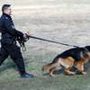 Policyjne psy przeszły sprawdzian