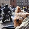 Motoserce 2012