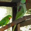 Ptasie zoo w Targowie