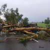 Kolejny wypadek na E7 – w Kosinach Starych drzewo runęło na auto