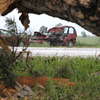 Kolejny wypadek na E7 – w Kosinach Starych drzewo runęło na auto