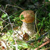 Lipcowe grzyby z lasu koło Bisztynka