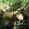 Lipcowe grzyby z lasu koło Bisztynka