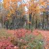 Jesień idzie przez Park Gregoroviusa