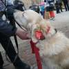 Golden Retrievery Dzieciom