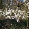 Zakwitły magnolie w arboretum w Kudypach