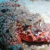 Podwodny świat Morza Czerwonego