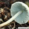 Rzadkie gatunki grzybów w lasach Nadleśnictwa Strzałowo