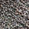 Wyłuskiwanie nasion z szyszek sosny w wyłuszczarni w Jedwabnie