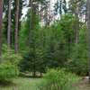 Leśne Arboretum Warmii i Mazur w Kudypach - wiosna 2014