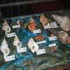 Muszle ślimaków morskich w Muzeum Mazurskim w Szczytnie