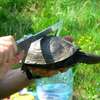 Mazurskie żółwie