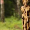 Kos zbudował gniazdo w stosie drewna