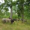 Koniki polskie pomagają leśnikom