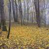 Mazurski las jesienią