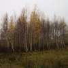 Mazurski listopad w lasach i na łąkach pod Mrągowem