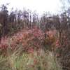 Mazurski listopad w lasach i na łąkach pod Mrągowem