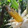 Kukurydza - rodzaje chorób uprawy
