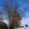 Mazurskie drzewa w zimowym krajobrazie