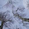 Mazurskie drzewa w zimowym krajobrazie