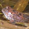 Piękne mazurskie żaby