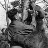 Kapral Wojtek. Niedźwiedź, który był żołnierzem