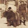 Kapral Wojtek. Niedźwiedź, który był żołnierzem