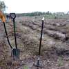 Spychowscy leśnicy z dumą zakończyli tegoroczne odnowienie lasu