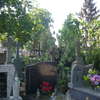 Samowolka na cmentarzu. Gałąź runęła na groby 