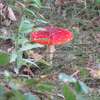 Muchomor czerwony - piękniś wśród grzybów