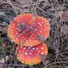 Muchomor czerwony - piękniś wśród grzybów
