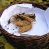 Leśnicy ratują rzadki gatunek grzyba - miękisz szafranowy
