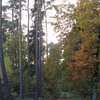 Lasy w okolicy Skarlina i Lekart