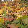 Mazurski żółty jesienny liść