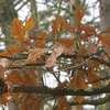 Mazurski żółty jesienny liść