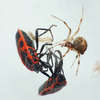 Nasosznik trzęś - fotogeniczny pająk