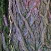 Korek - znak rozpoznawczy każdego drzewa