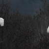 Wyrobisko w Nielbarku z ptasią wyspą i czaplą białą