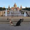 Psy w Barcelonie w obiektywem Xperii X
